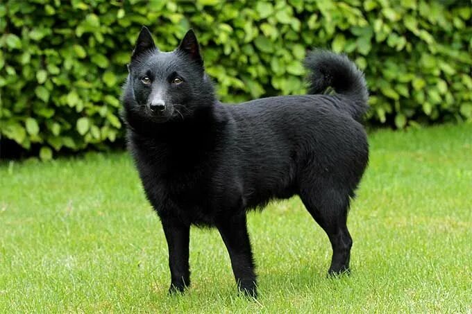 Порода собак шипперке фото Schipperke Dog Breed Information & Characteristics Dog breeds, Schipperke dog, S