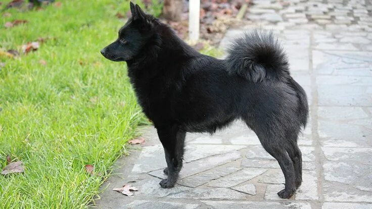 Порода собак шипперке фото Schipperke Breed Information