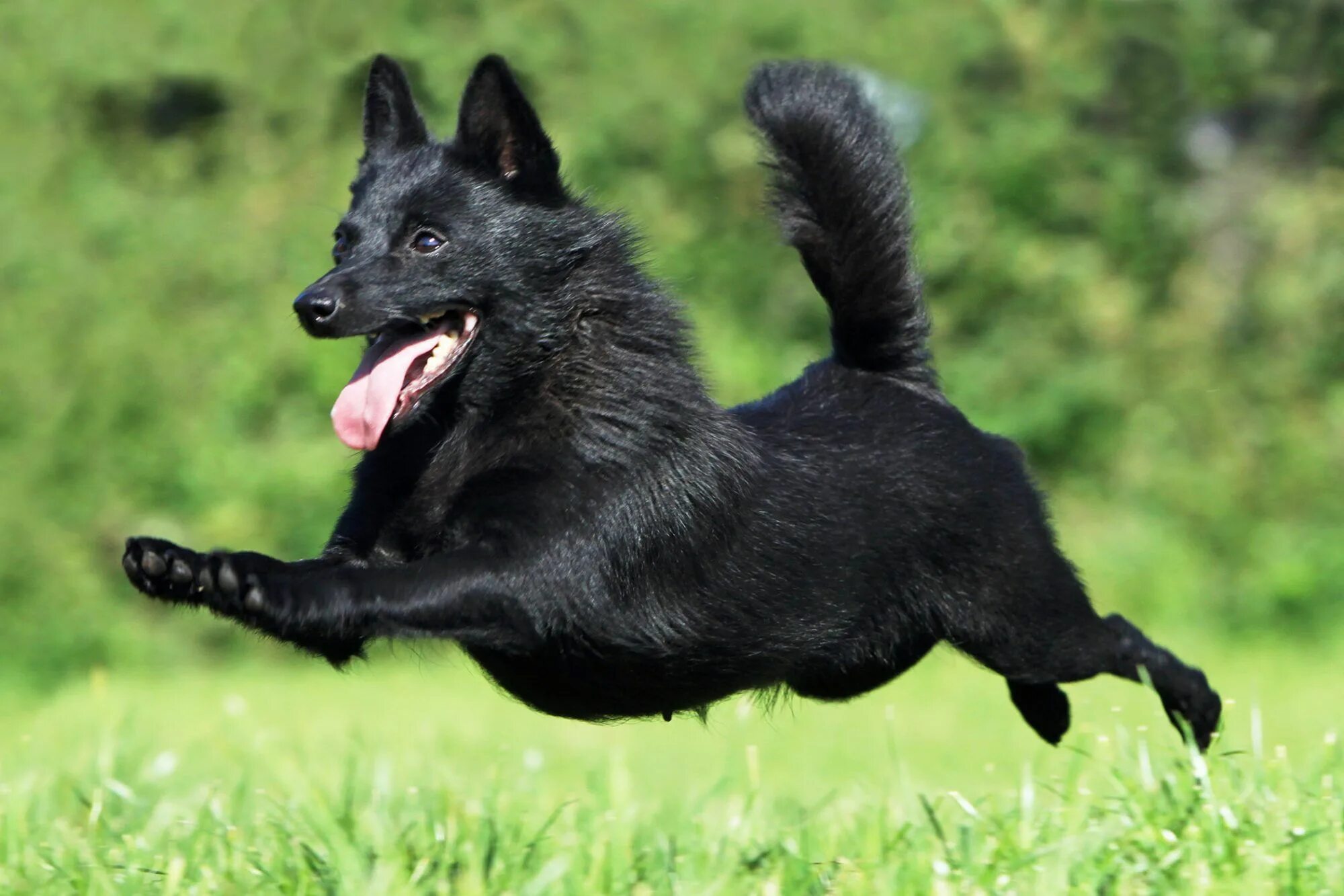 Порода собак шипперке фото Schipperke Schipperke dog, Schipperke, Dog breeds