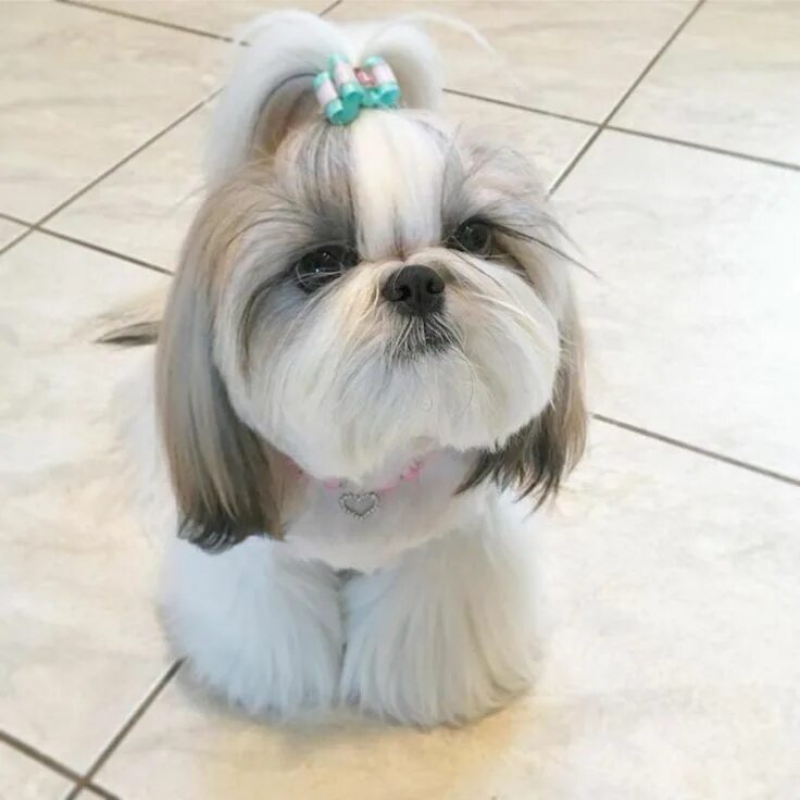 Порода собак шицу фото shih tzu grooming styles #shihtzu #shihtzugrooming shih tzu puppy shih tzu hairc