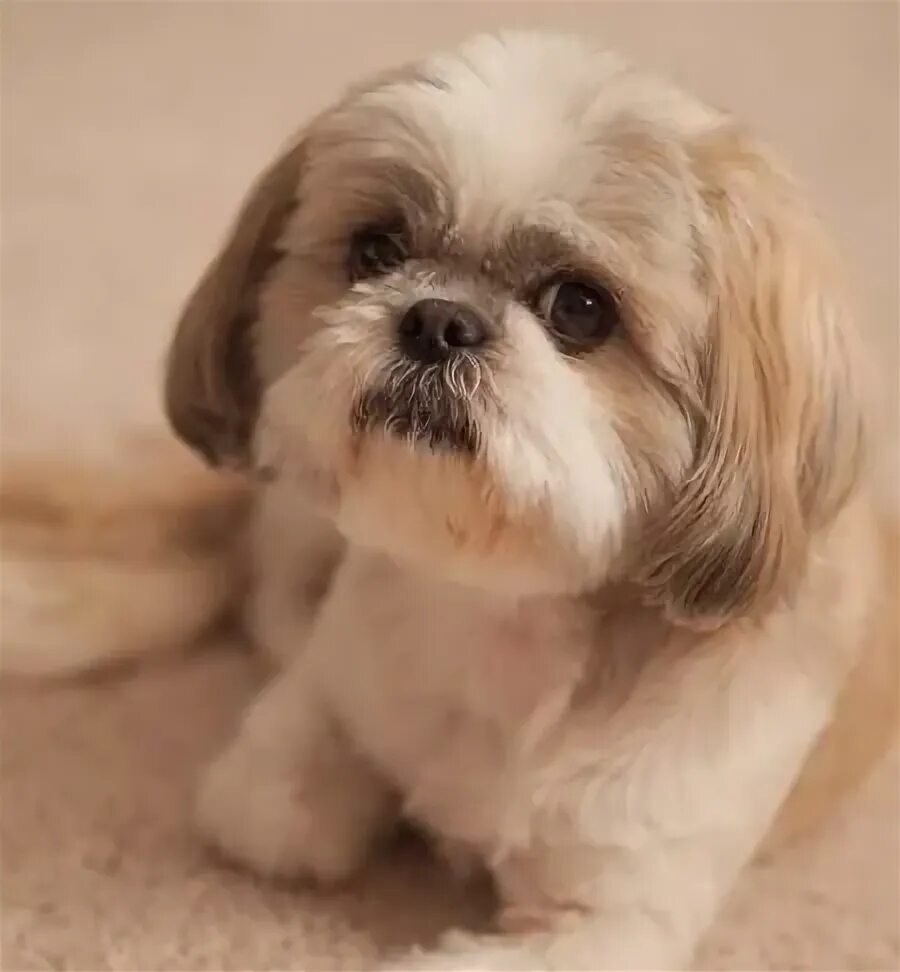 Порода собак шицу фото shih tzu haircut - Google Search Shih tzu dog, Shih tzu haircuts, Shih tzu puppy