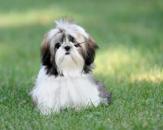 Порода собак шицу фото Shih Tzu Dog Breed Health, Temperament, Grooming, Feeding and Puppies - PetGuide