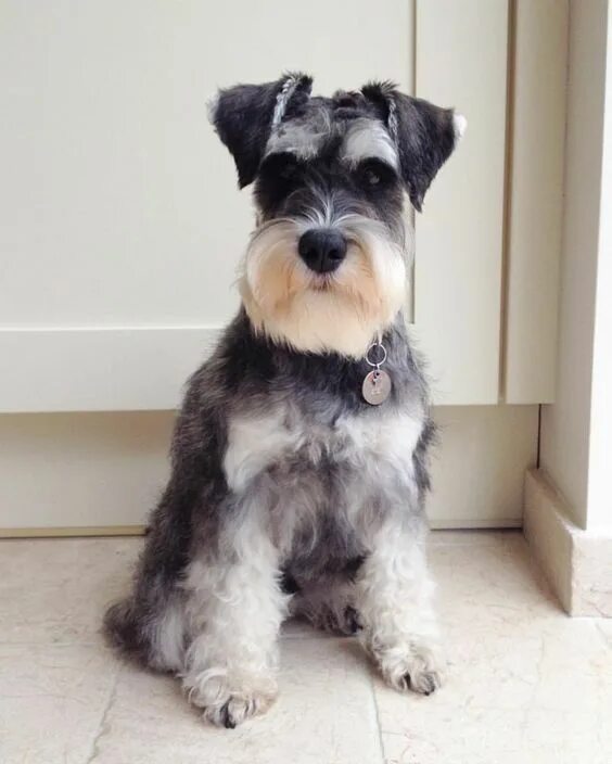 Порода собак шнауцер фото Pin by Robin Garner on Favorite MINIATURE SCHNAUZER PICS Schnauzer grooming, Min