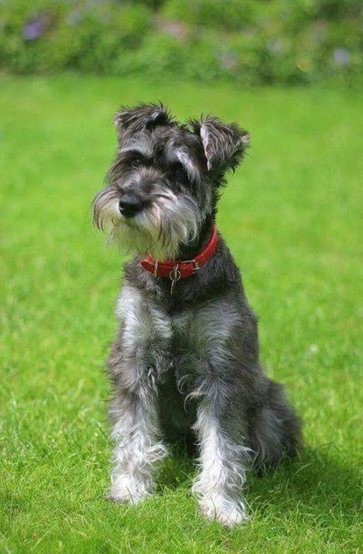 Порода собак шнауцер фото Pin on All Schnauzers! ♥ Miniature schnauzer, Schnauzer grooming, Miniature schn