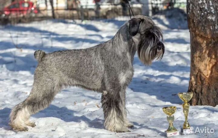 Schnauzer, Standard schnauzer, Miniature schnauzer