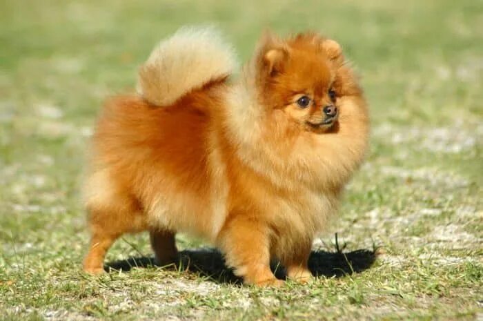 Порода собак шпиц фото Resultado de imagen para pomerania toy Pomeranian dog, Dog breeds, Pomeranian fa