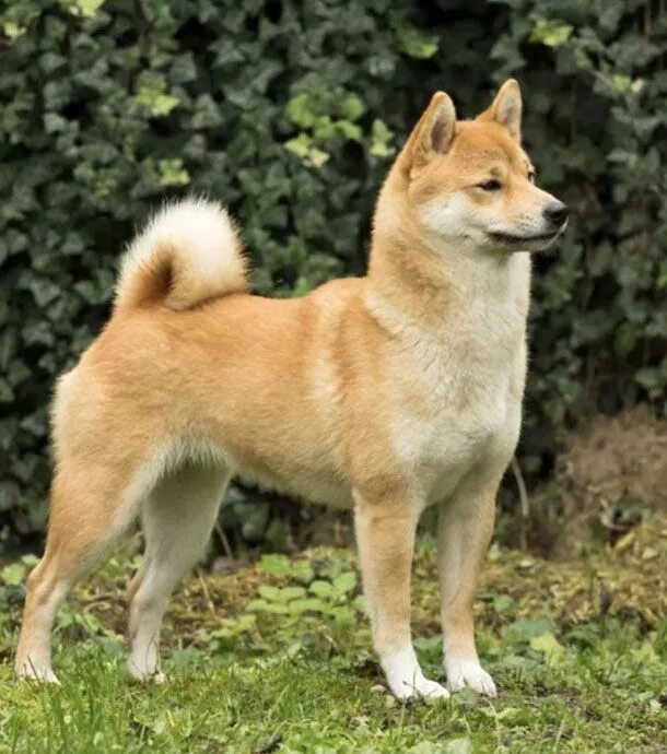 Порода собак сиба фото цена Top 10 de Shiba Inu qui vont vous faire fondre ! Chien japonais, Chien shiba, Ch