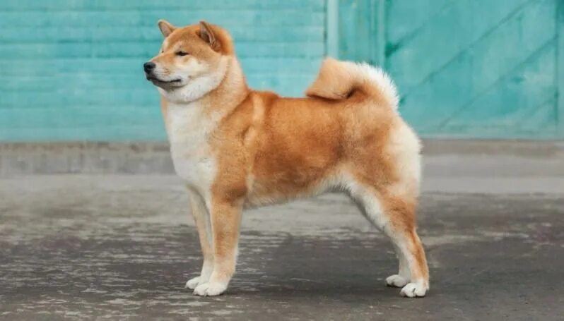 Порода собак сиба фото цена 20 Cool Facts About The Shiba Inu Dog Breed Shiba inu, Races de chiens, Chiot sh