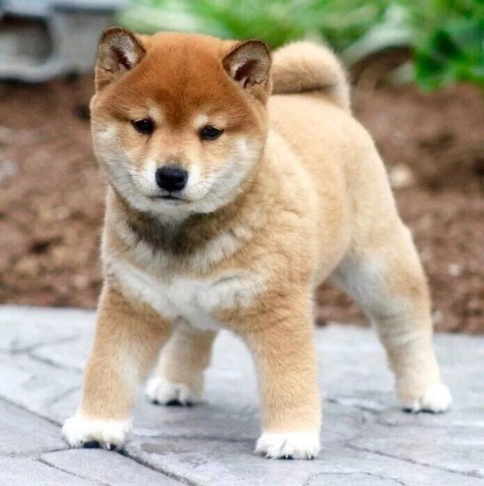 Порода собак сиба ину фото Épinglé par bby_c sur Animals Chiot shiba inu, Chien japonais, Chiot