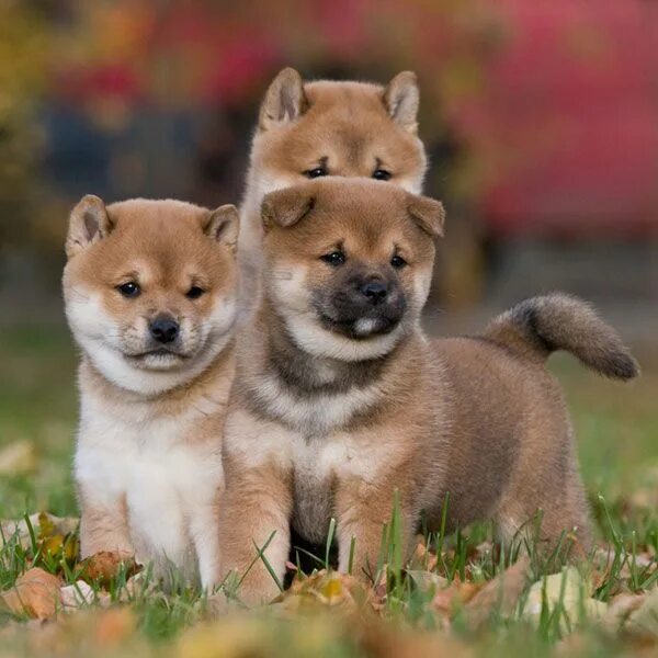 Порода собак сиба ину фото цена Pin by Lon Sullivan on Dogs: Shiba Inu Shiba inu dog, Shiba inu puppy, Shiba pup