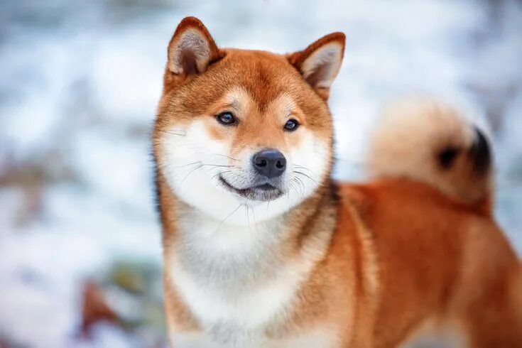 Порода собак сиба ину фото цена afanofdogsAn ancient Japanese breed, the Shiba Inu is a little but well-muscled 