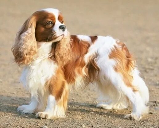 Порода собак спаниель фото Pin by Sarah Henderson on Cavalier King Charles Spaniels Cavalier king charles s