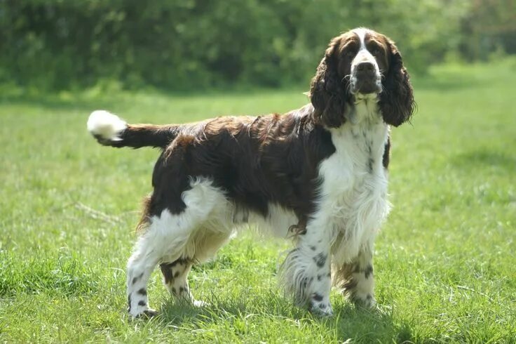 Порода собак спаниель фото Pin on English Springer Spaniel