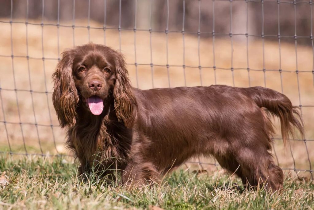 Pin on cockapoo