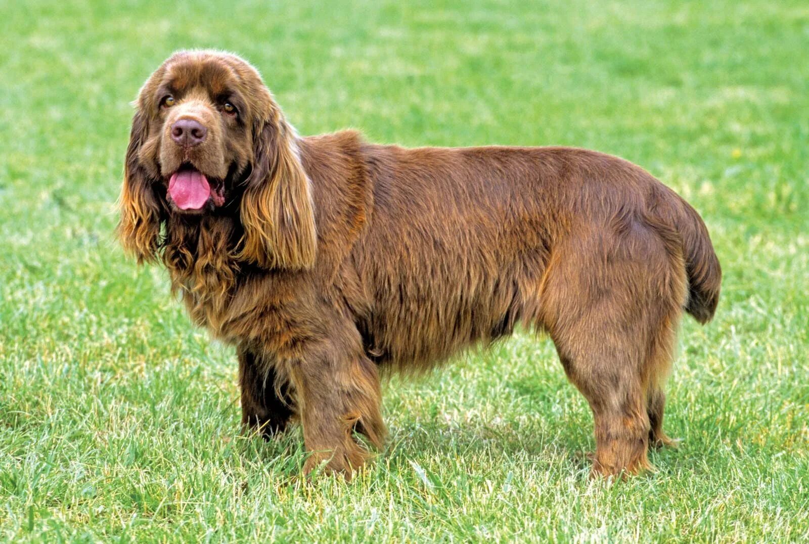 Порода собак спаниель фото Sussex spaniel Gentle, Loyal, Companion Britannica