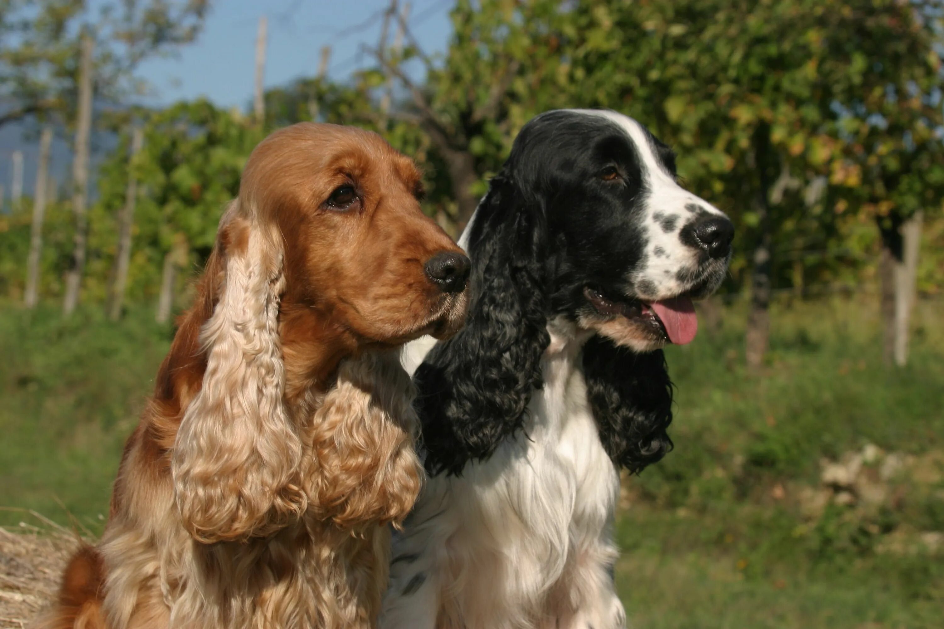 Порода собак спаниель фото english cocker spaniel English Cocker Spaniel English cocker spaniel, English co