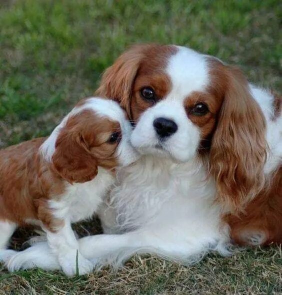 Порода собак спаниель фото Pin by Marília Souza on FILHOTES King charles cavalier spaniel puppy, Cavalier k