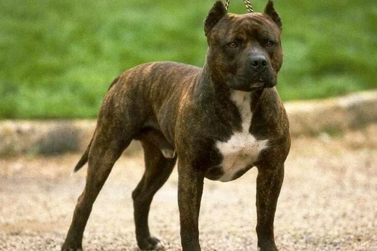 Порода собак стаффорд фото Пин на доске Х Pitbull ( American Pit Bull Terrier) Стаффордширский бультерьер, 