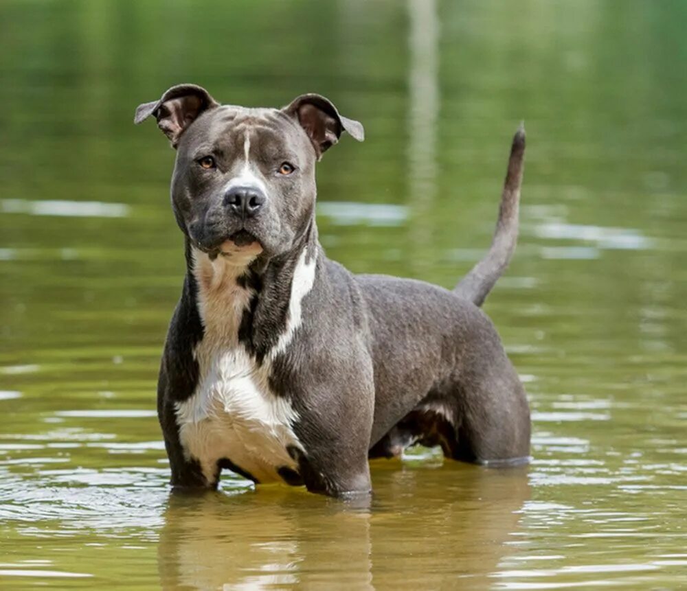 Порода собак стаффорд фото American Staffordshire Terrier Temperament, Weight, & Facts Britannica