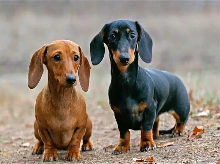 Порода собак такса фото Dachshund Honden schilderijen, Honden, Teckel