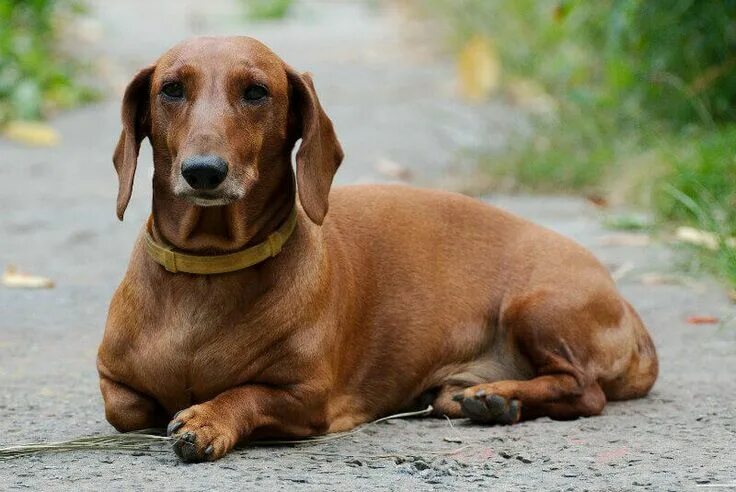 dachshund standing on grass Dachshund breed, Dachshund puppy training, Cutee ani