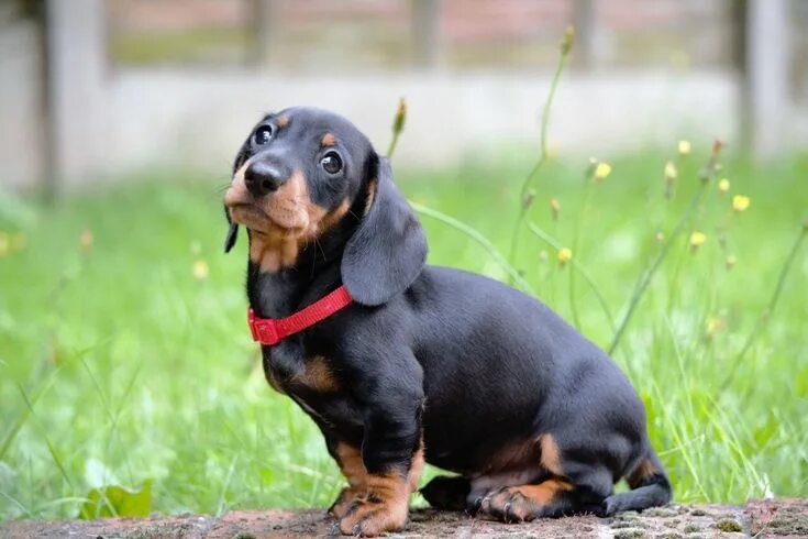 Порода собак такса фото Amazing Facts About The Dapple Dachshund Dachshund puppies, Tiny dog breeds, Dap