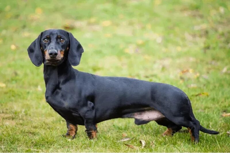 Порода собак такса фото At what age do dachshunds stop growing? in 2022 Dachshund puppies for sale, Dach