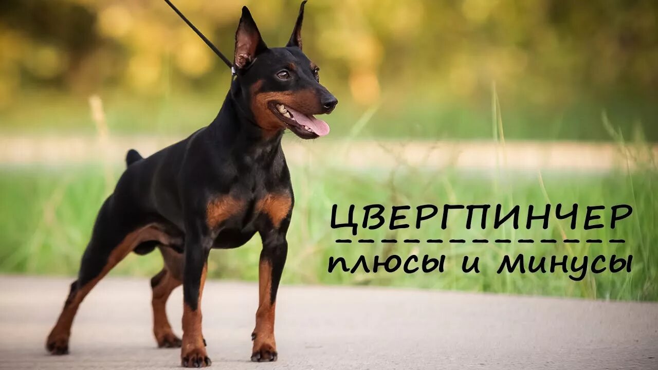 Порода собак цвергпинчер фото ЦВЕРГПИНЧЕР. Плюсы и минусы породы MINI PINSCHER - YouTube