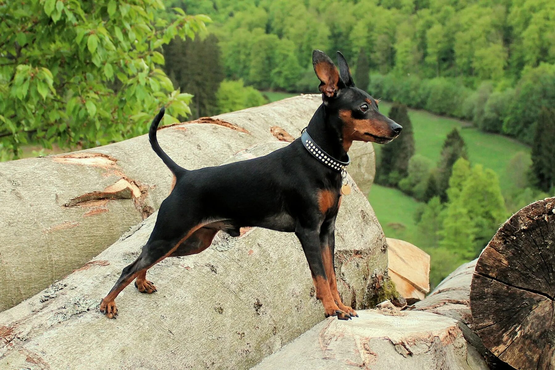 Порода собак цвергпинчер фото Best Dog Food For Miniature Pinscher Hotsell beztabaka.by