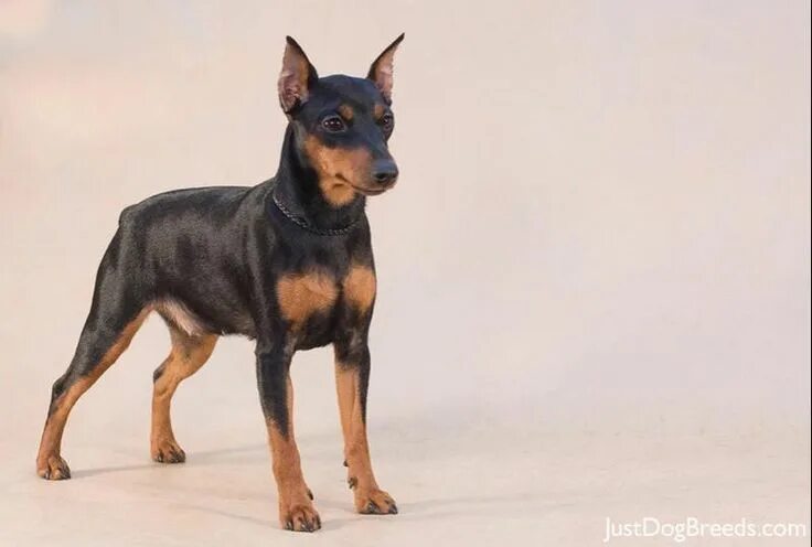 Порода собак цвергпинчер фото Miniature pinscher, Miniature pinscher dog, Dogs