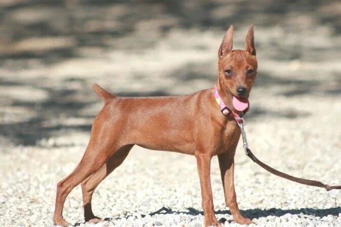 Порода собак цвергпинчер фото Pin by Emma L. Mayes on Miniature Pinscher Miniature pinscher, Pinscher, Miniatu