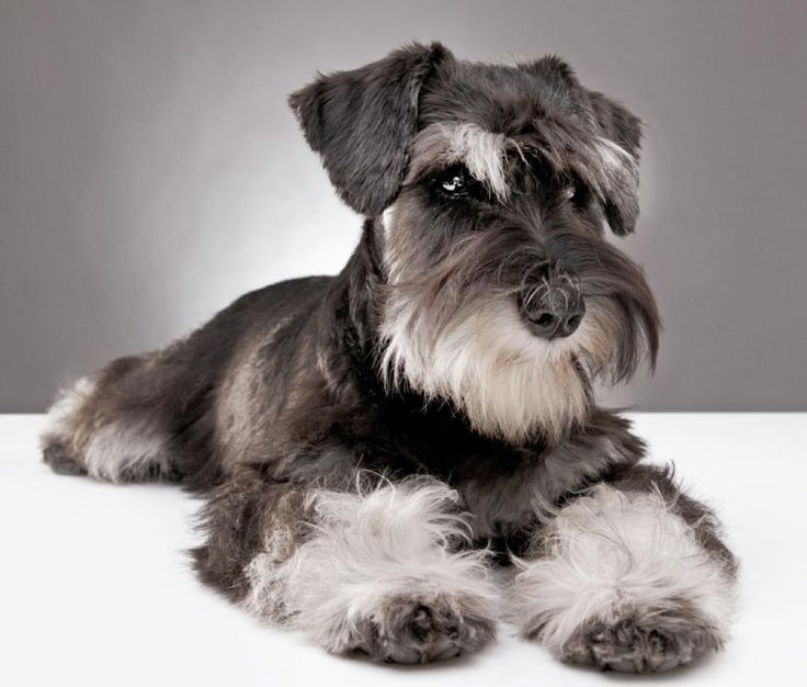 Порода собак цвергшнауцер фото Image result for miniature schnauzer Perros schnauzer, Perros snauzer, Schnauzer