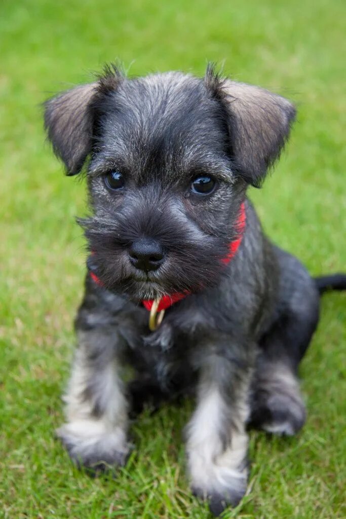 Порода собак цвергшнауцер фото Muppet Schnauzer puppy, Puppies, Schnauzer breed