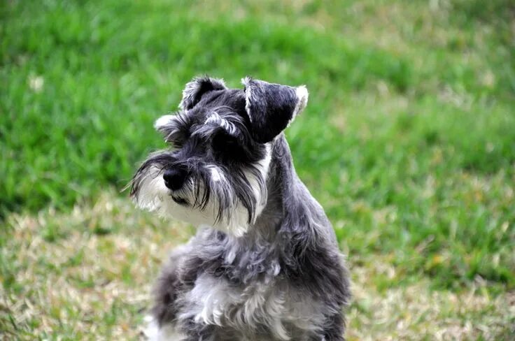 Порода собак цвергшнауцер фото Page not found - Funny Dogs Rule Dog breeds that dont shed, Schnauzer breed, Min