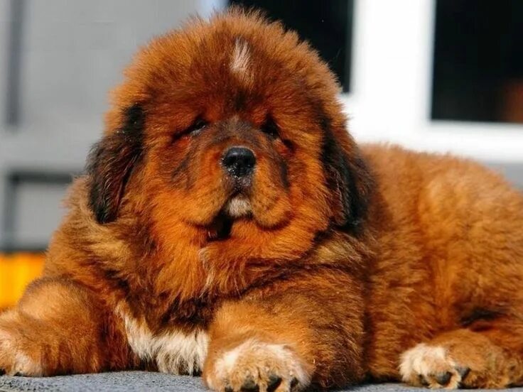 Порода собак тибетский мастиф фото 15 известных пород собак, выведенных в Азии. Tibetan mastiff dog, Mastiffs, Tibe