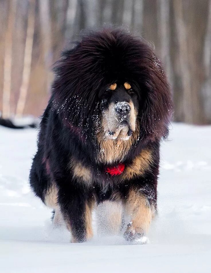 Порода собак тибетский мастиф фото Tibetan mastiff Dogs, Tibetan mastiff, Beautiful dog breeds