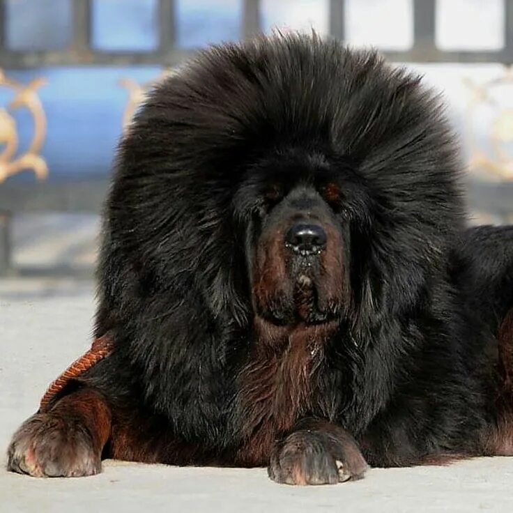 Порода собак тибетский мастиф фото Pin by Avrtatiana on Dogs ❤ Tibetan mastiff, Animals, Natural dog