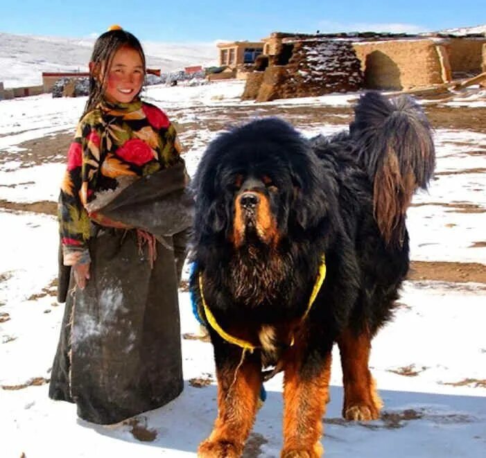 Порода собак тибетский мастиф фото Pin op Grifos e mais Honden, Tibetaanse mastiff, Mensen fotografie