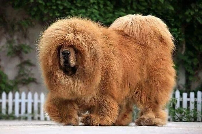 Порода собак тибетский мастиф фото Tibetan Mastiff: Majestic and Loyal