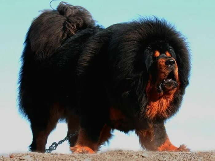 Порода собак тибетский мастиф фото You Won't Believe This Dog Actually Exists- Google Tibetan mastiff dog, Big fluf