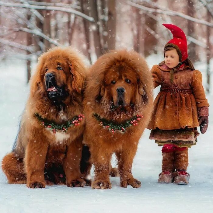 Порода собак тибетский мастиф фото Animals Tibetan mastiff, Dogs, Mastiffs