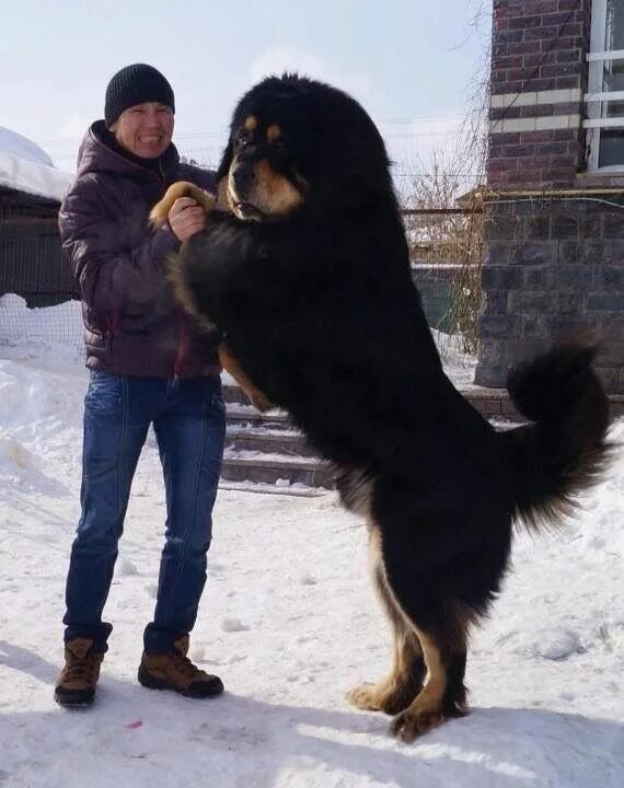 Порода собак тибетский мастиф фото Mastin Tibetano Huge dogs, Big dog breeds, Giant dogs