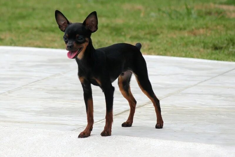 Порода собак той терьер фото Mini Fox Pinscher (Miniature Pinscher & Mini Fox Terrier Mix): Info, Pictures, C