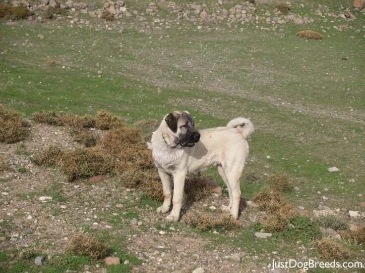 Порода собак турецкий кангал фото Anatolian Shepherd Dog - Country of Origin and Characteristics