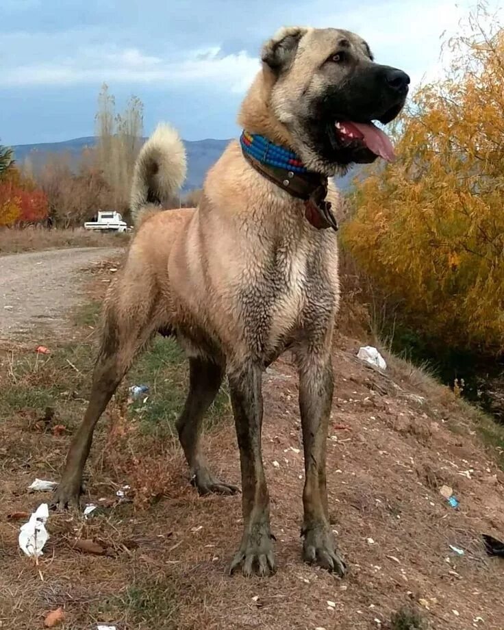 Турецкий кангал Kangal dog, Large dog breeds, Dogs