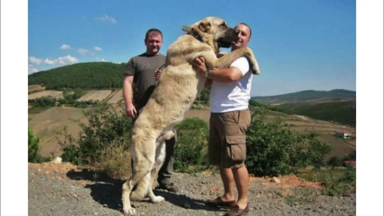 Порода собак турецкий кангал фото Best Guard Dog Turkish Sivas Kangal - YouTube