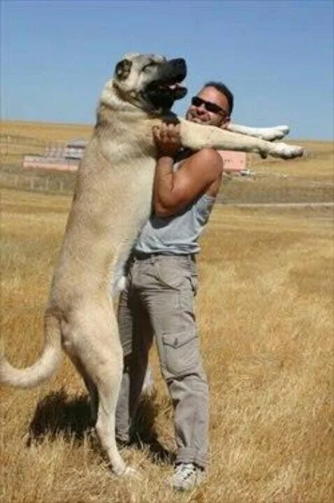 Порода собак турецкий кангал фото Pin by Cindy Errington on Dogs Big dog breeds, Kangal dog, Street dogs