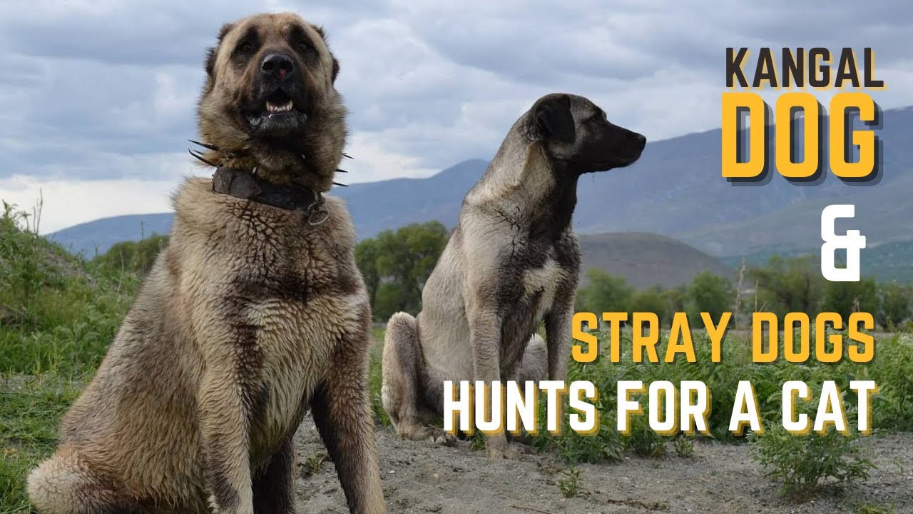 Порода собак турецкий кангал фото Stray dogs hunt for a cat in this incredible animal video - Kangal Dog - YouTube