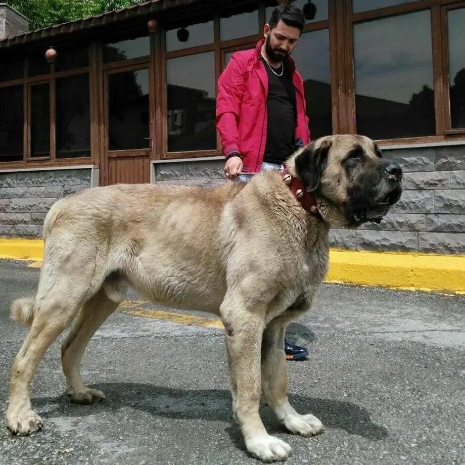 Порода собак турецкий кангал фото Турецкий кангал описание породы: найдено 89 картинок