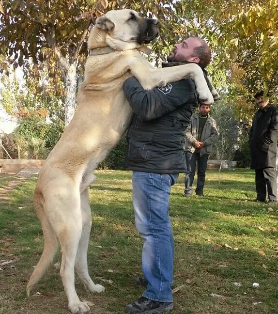 Порода собак турецкий кангал фото цена Who is in control Huge dogs, Large dog breeds, Kangal dog